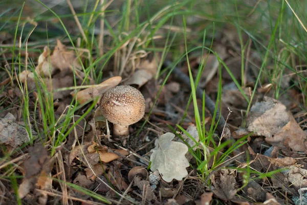 Ensam Svamp Skogen — Stockfoto