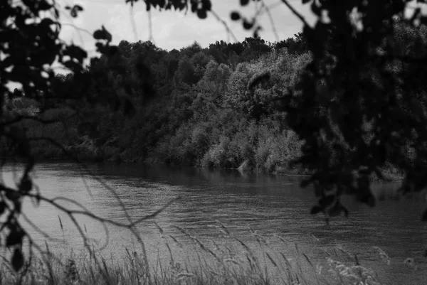 幅の広い川を横切るフォレスト — ストック写真