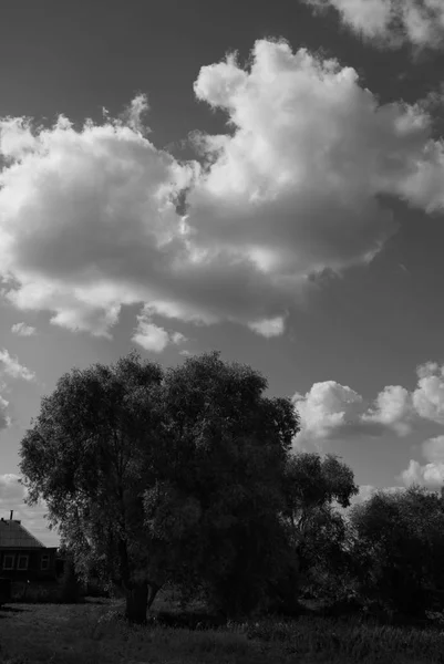 孤独な木の上の雲します — ストック写真