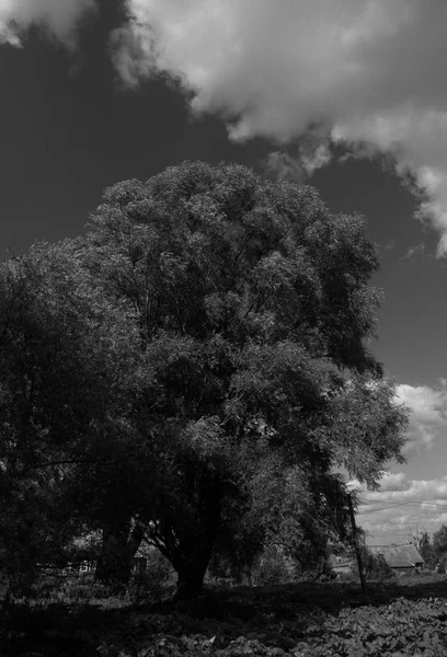 村で孤独な木 — ストック写真