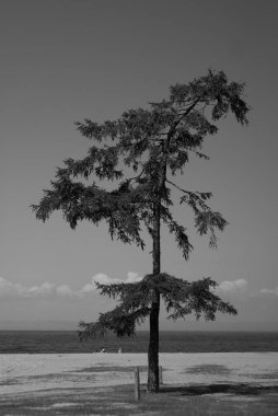Baykal Gölü yakınındaki plajda yalnız ağaç