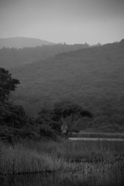 Primorsky Krai Rusya'da tepelerde