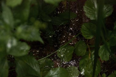 Ormana yağmur yağıyor.