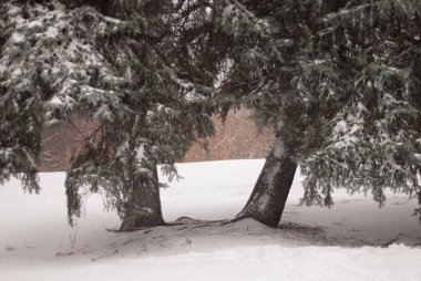 ormanda güzel ağaçlar