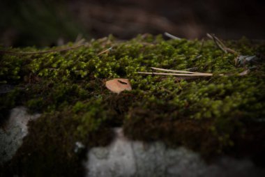 Bir taş ormanında erken Bahar moss