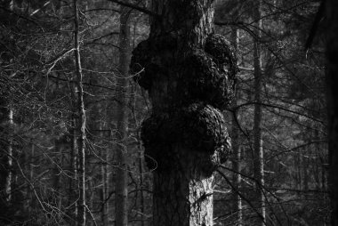 Ormandaki ağaçtaki mantarlar