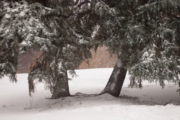 ormanda güzel ağaçlar