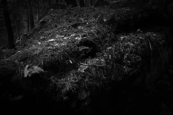 Moss Una Piedra Bosque Principios Primavera — Foto de Stock