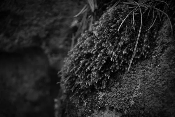 初春在森林里的一块石头上的苔藓 — 图库照片