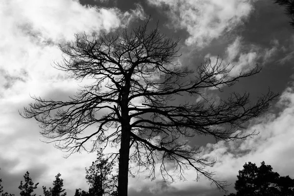 Árbol Solitario Rodeado Bosque — Foto de Stock