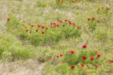 Vahşi şakayık tarlada