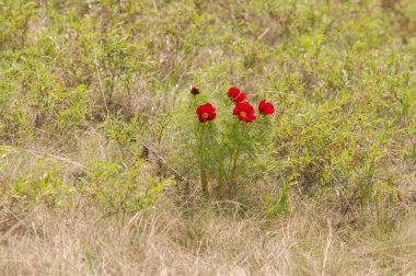 Vahşi şakayık tarlada
