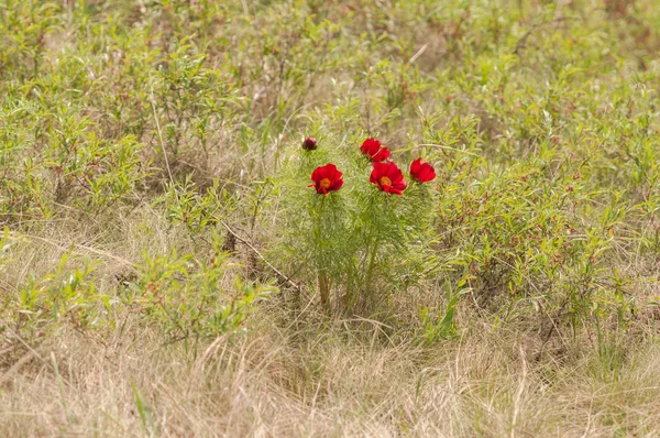 Vahşi şakayık tarlada