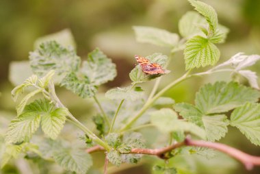 Ahududu çalılığında yalnız bir kelebek