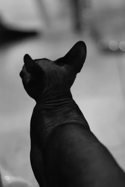 Şirin Evcil Kel Kedi — Stok fotoğraf