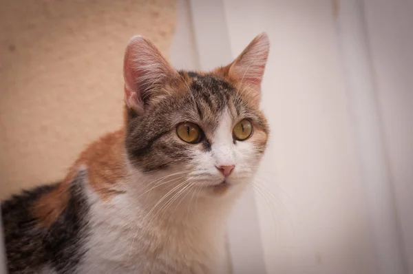 Красива Пухнаста Домашня Кішка — стокове фото