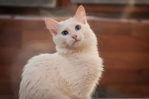 Look Cute Cat — Stock Photo, Image