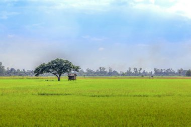 Manzara sayısı, alanlar ve ağaçlar ve gökyüzü arka planlar.