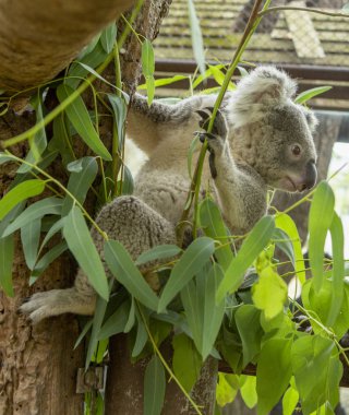 Koala Pottrait ağaç