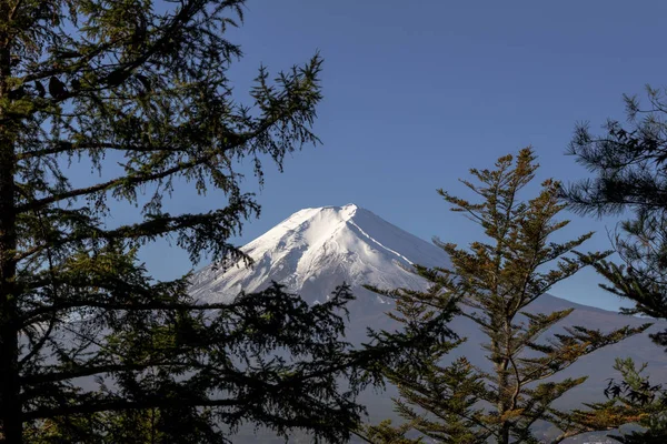 Fuji Mit Blauem Himmel Und Kiefer Hintergrund — Stockfoto