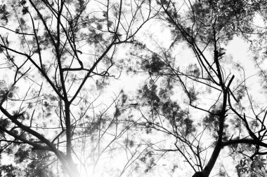 Ağaç dalları ve yaprakları beyaz arka planı siluet.