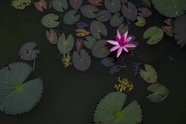 pink bloom lotus water flora