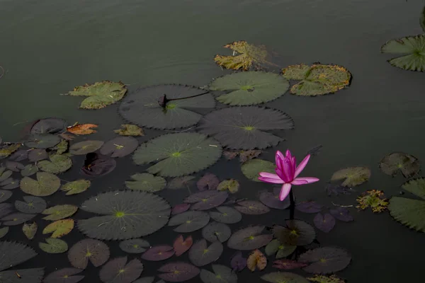 pink bloom lotus water flora