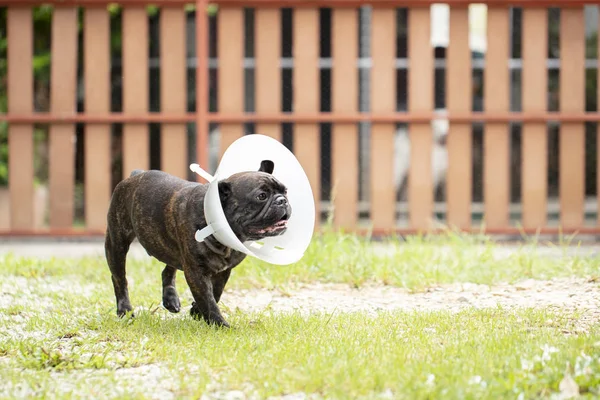 french bulldog wearing transparent plastic collar.