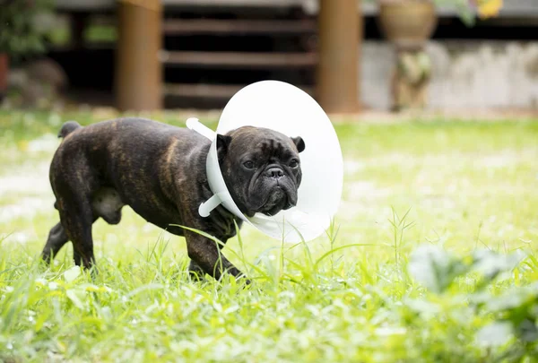 french bulldog wearing transparent plastic collar.