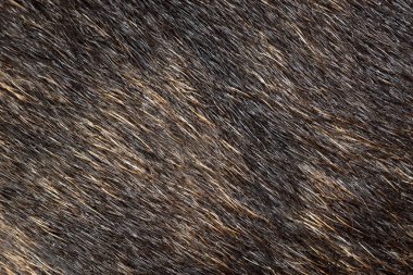 soyut hayvan yün doku arka plan