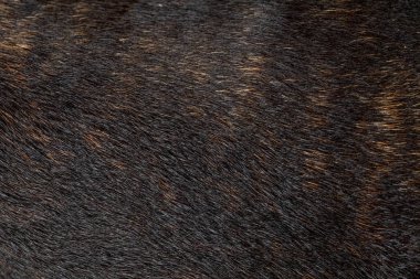 soyut hayvan yün doku arka plan