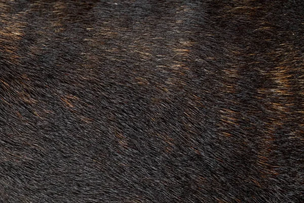 Абстрактная текстура шерсти животного — стоковое фото