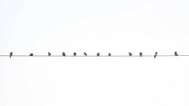 güç hattında kuş grubu