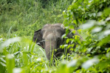 Ormandaki Tayland Fili