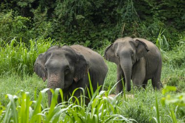 Ormandaki Tayland Fili