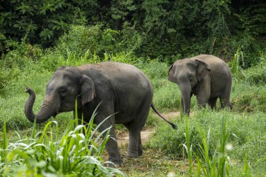 Ormandaki Tayland Fili