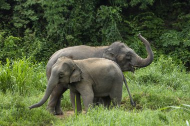 Ormandaki Tayland Fili