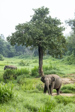 Ormandaki Tayland Fili