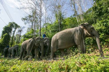Ormandaki Tayland Fili