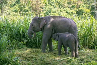Ormandaki Tayland Fili