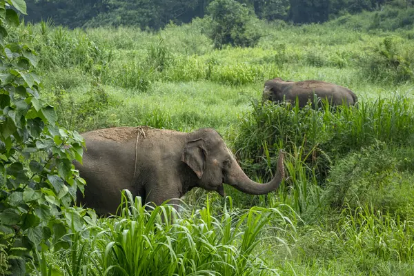 Thai Elephant in jungle — Stock Photo, Image