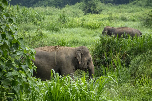 Thai Elephant in jungle — Stock Photo, Image