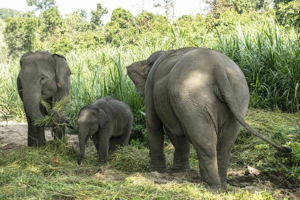 Thailändischer Elefant im Dschungel — Stockfoto