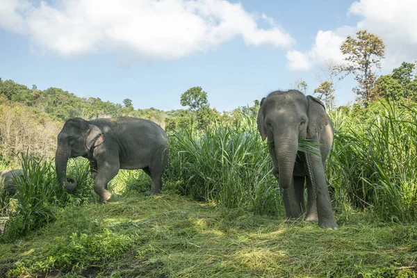 stock image Thai Elephant in jungle