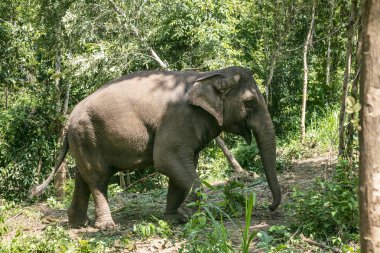 Ormandaki Tayland Fili