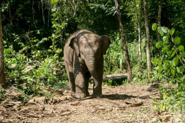 Ormandaki Tayland Fili