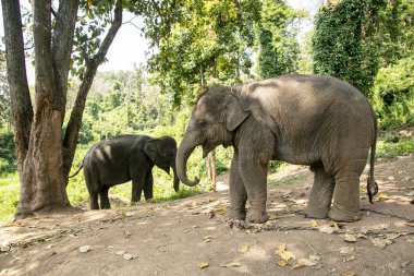 Ormandaki Tayland Fili