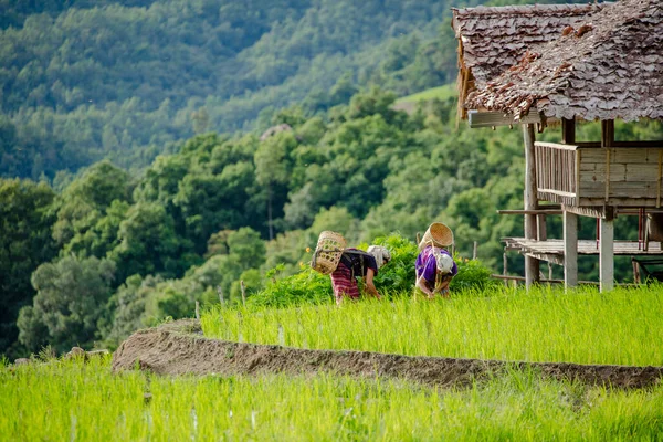 Chiang Mai Thailand Aug 2020 Rice Farmers Transplant Paddy Field — Stock Photo, Image