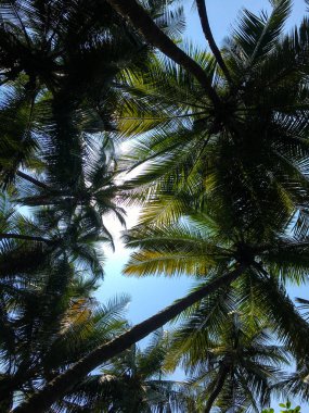 Anjarle Beach, Maharashtra Hindistan gezisi