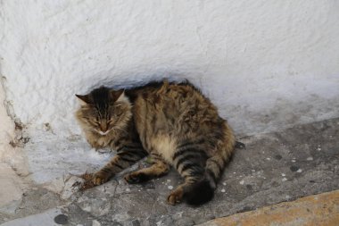 Santorini Yunanistan seyahat deniz